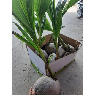 Giống dừa sáp đặc sản cầu kè