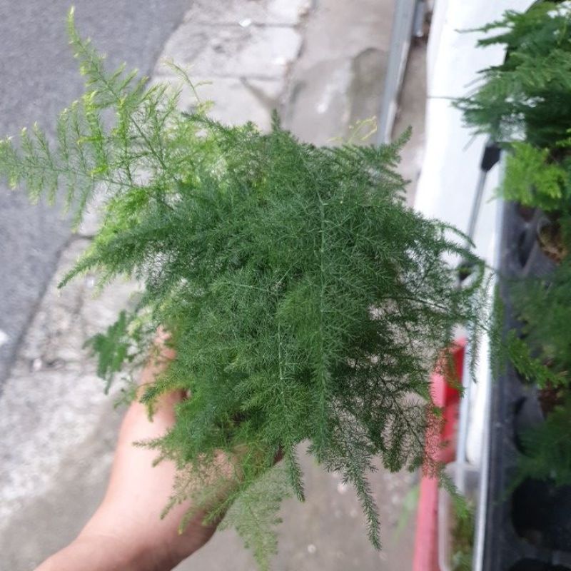 Thủy tùng cây thấp dùng làm terrarium, tiểu cảnh....