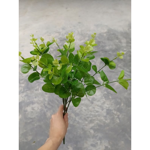 cành lá táo giá rẻ