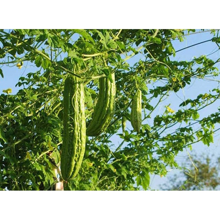 Hạt Giống Mướp Đắng Khổ Qua Trái Dài Chuẩn F1 - MV08 - Gói 10Hat