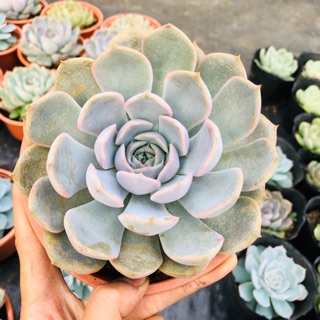 Sen đá liên đài hồng (chậu đại 15cm)