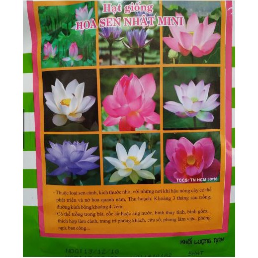 HẠT GIỐNG HOA SEN NHẬT MINI - GÓI 5 HẠT