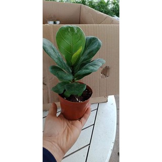 Chậu cây bàng Sing phong thuỷ để bàn