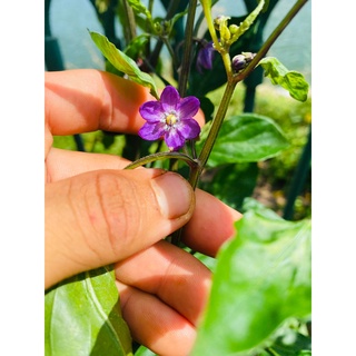 cây ớt Peach gum tiger, cay thơm