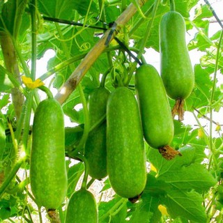 [Combo 3 Gói Hạt Giống] Bầu + Bí + Đậu Đũa