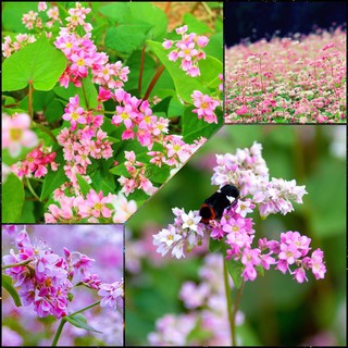 HẠT GIỐNG HOA TAM GIÁC MẠCH MIX MÀU (100 HẠT)