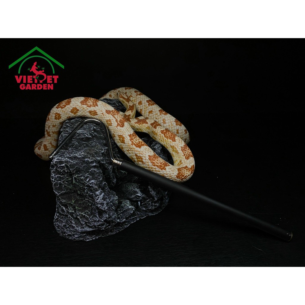 Cây móc rắn, cây móc dành cho bò sát | Vietpetgarden