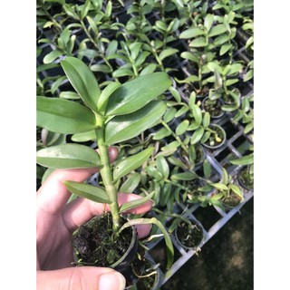 Phi điệp 5ct bạch tuyết