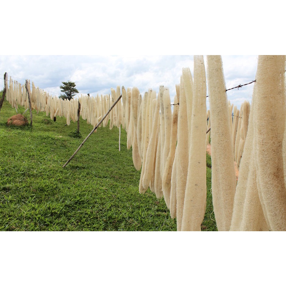 Bông tắm xơ mướp tẩy tế bào chết cho da, rửa chén, đa năng tiện dụng