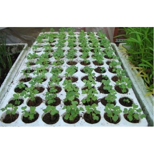 ALO SHOP SHIP KHÔNG GÃY-3 Cây Dưa leo thường/dưa Leo bao tử-Ship30phut200k tặngdịch trùn KHOQ11,7,9,THỦĐỨC,PHÚNHUẬN