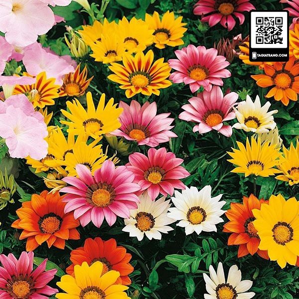 Hạt giống hoa cúc huân chương