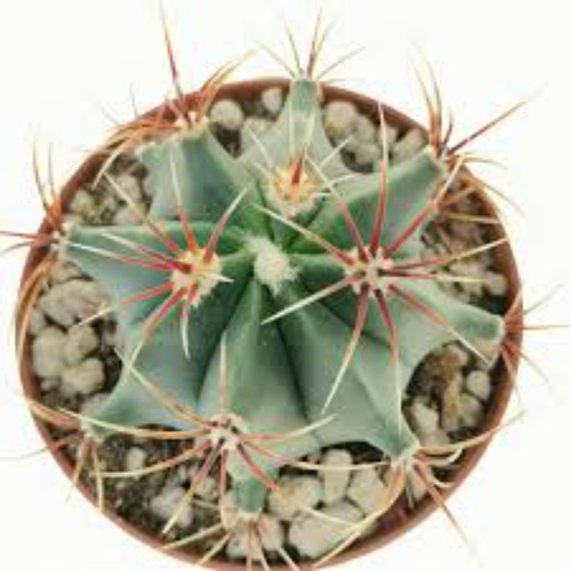 (Sale 50%)Xương rồng  núm gai -Ferocactus Histrix