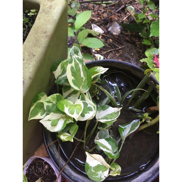 1 nhánh trầu bà cẩm thạch