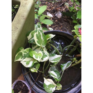 1 nhánh trầu bà cẩm thạch