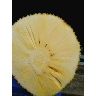 Cây 🌲 Mít ko hạt  cây giống malaysia