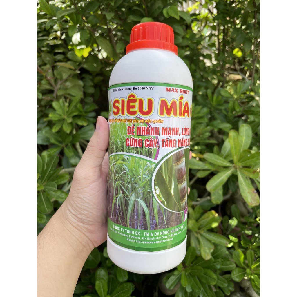 Phân Bón Cho Mía Max Root Siêu Mía Chai 1 Lít - Đẻ Nhánh Nhanh, Lóng Dài, Cứng Cây, Tăng Năng Suất