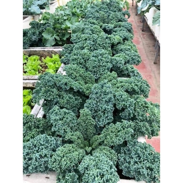 50 hạt cải xoăn kale Trang Nông tập làm vườn