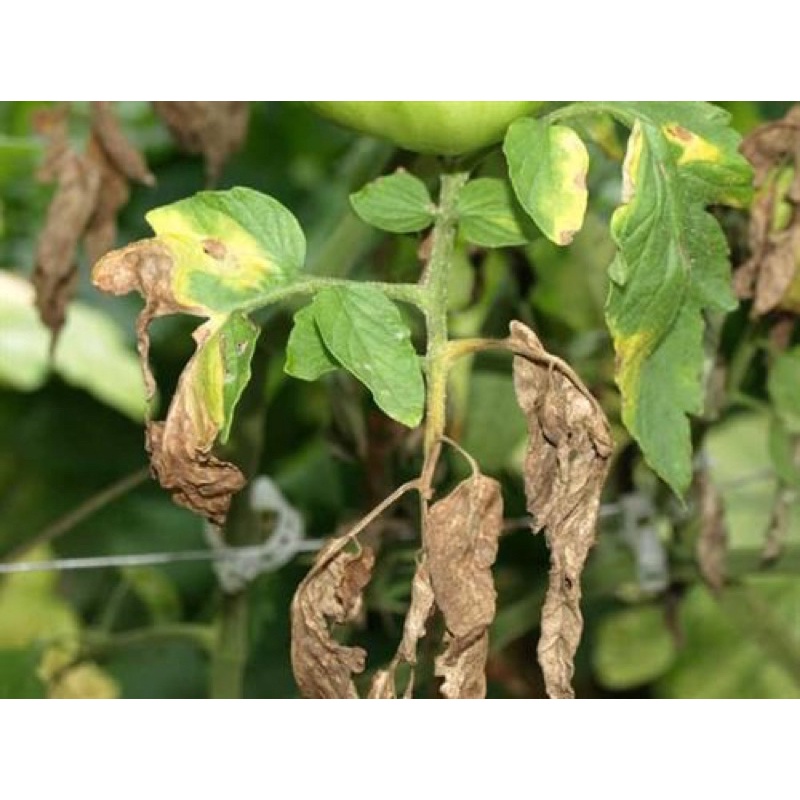 Nano wall- chống thối nhũng, Xử lý vi khuẩn gây hại cây trồng