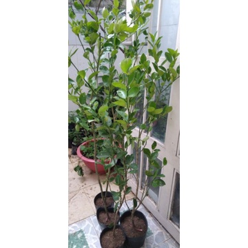 Cây Chanh Giấy cao 100cm đang bông.