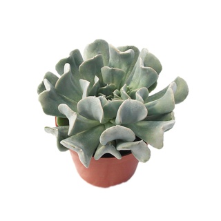 Sen hoa cúc - Sen đá trang trí bàn làm việc, nhà cửa