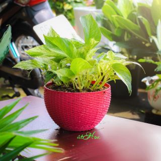 Combo 10 Chậu treo mây lớn (19x13 cm) dày dặn sắc sảo