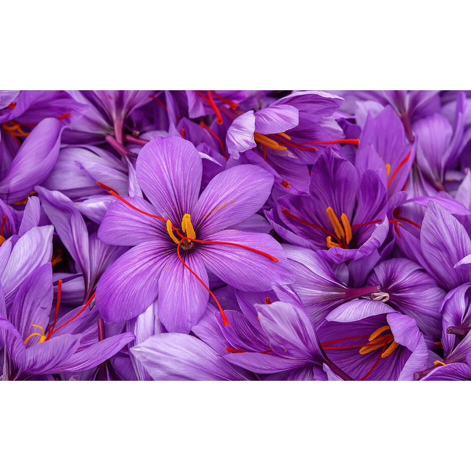 Nhụy hoa nghệ tây Altaj Crown 100% Spanish Saffron