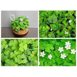Hạt giống cỏ ba lá trắng dễ trồng gói 200 hạt