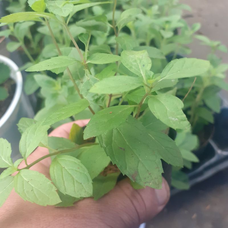 combo 5 cây bạc hà perper mint bầu