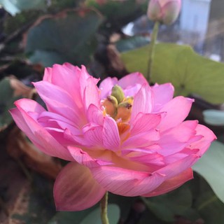 Hạt giống hoa sen cung đình màu hồng - tặng gói hạt giống ngẫu nhiên