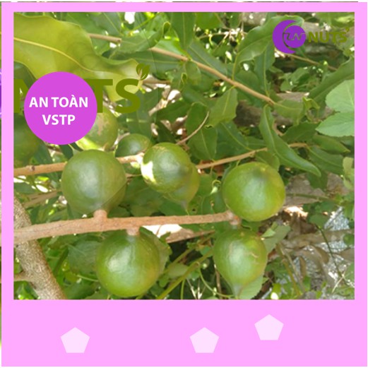 Hạt Macca 3kg loại 1 (Macadamia) Đắc Lắc hàng đại trà