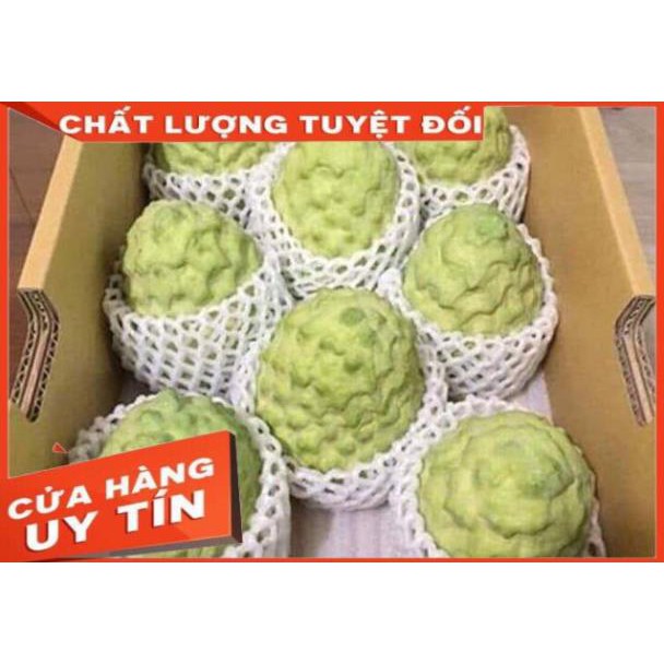 Cây Na Dứa Đài Loan