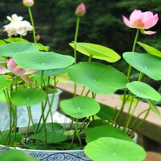 HẠT GIỐNG HOA SEN NHẬT MINI - GÓI 5 HẠT