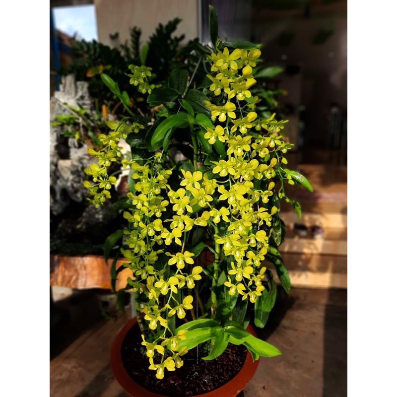 DENRO VÀNG CHANH | XANH CỐM HUYỀN THOẠI HÀNG SẴN NỤ