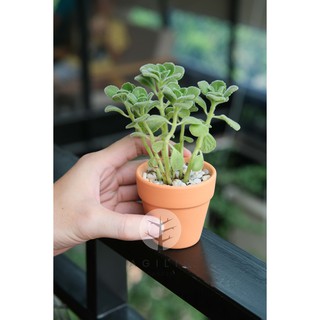 Cây nhất mạt hương/ sen thơm  trồng trong chậu gốm size 6cm