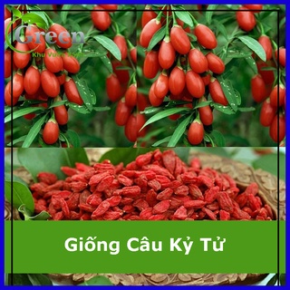 Hạt giống cây câu kỷ tử