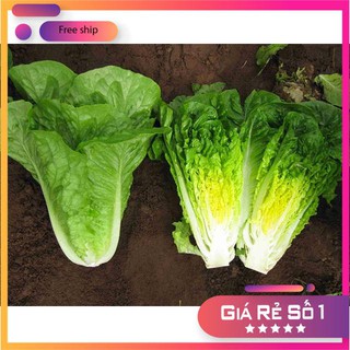 Hạt giống Xà Lách Romaine Xanh