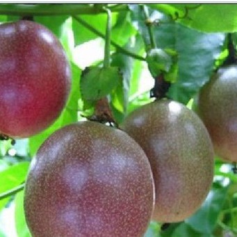 Hạt giống chanh dây tím ta 1 gói 20 hạt