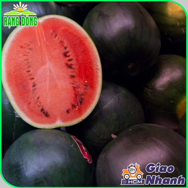Hạt giống Dưa Hấu Trái Tròn nặng 8-10 Kg, ruột đỏ, trồng quanh năm (gói 0,5 gr) - Hạt giống Rạng Đông