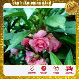 Hạt giống hoa móng tay mix Lucky seeds