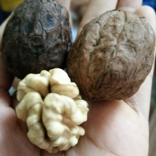Óc chó tươi