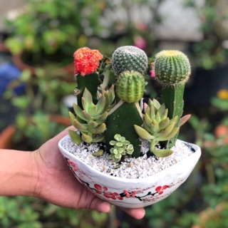 Chậu sứ xương rồng nhiều màu hình thuyền lớn