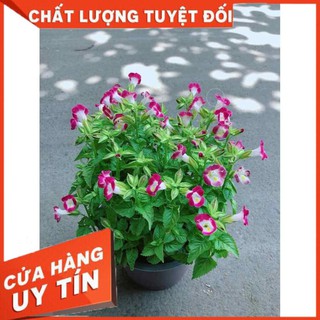 Chậu hoa ban sê Nhiều Người Mua