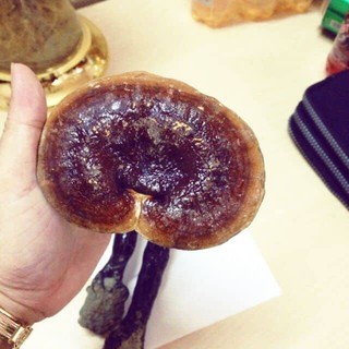 Nấm lim xanh Tiên Phước 100g