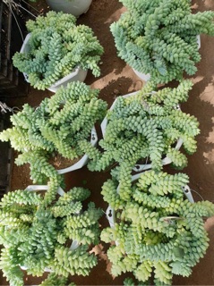 Chuỗi trân châu, chuỗi bi