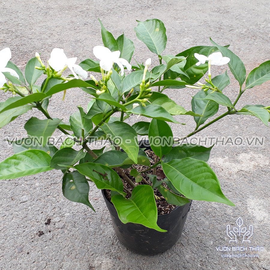 Cây lài trâu lài tây trồng sân vườn