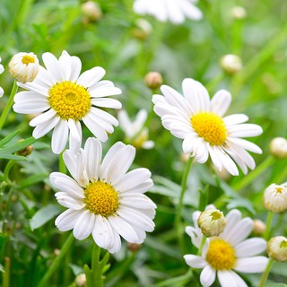 30h - HẠT GIỐNG CÚC HỌA MI