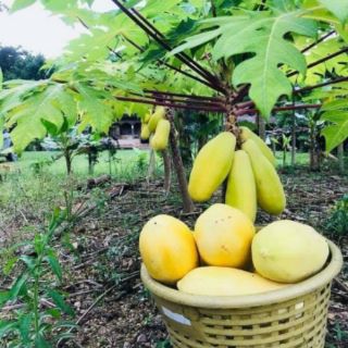 Hạt đu đủ vàng .giongcaynhap