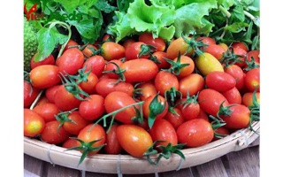 Hạt giống Cà chua bi 🍅