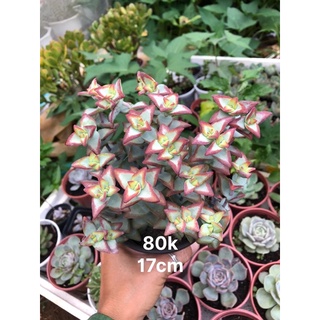 Sen đá Xiên Thịt viền đỏ 17cm