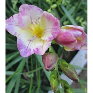 Củ giống hoa lan nam phi hoa màu trắng hồng ( 1 củ tặng kèm viên nén xơ dừa ươm củ ) - STHG2